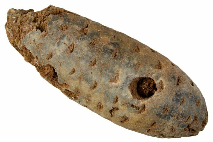 Fossil Cycadophyte Seed Cone - Boujdour, Morocco #339309